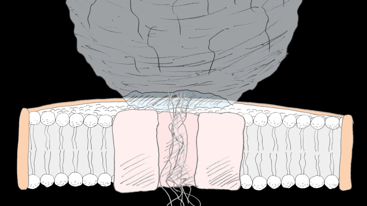 An animation of nanodiscs