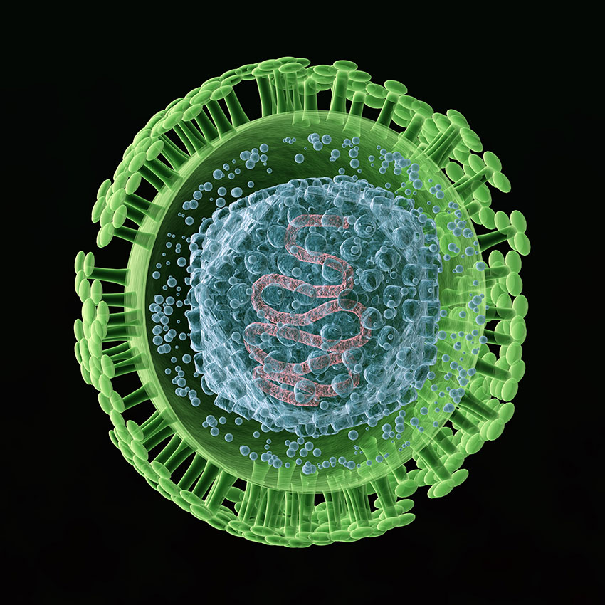 herpes simplex virus