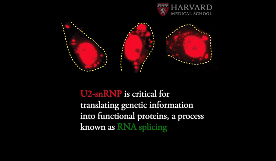 RNA splicing video