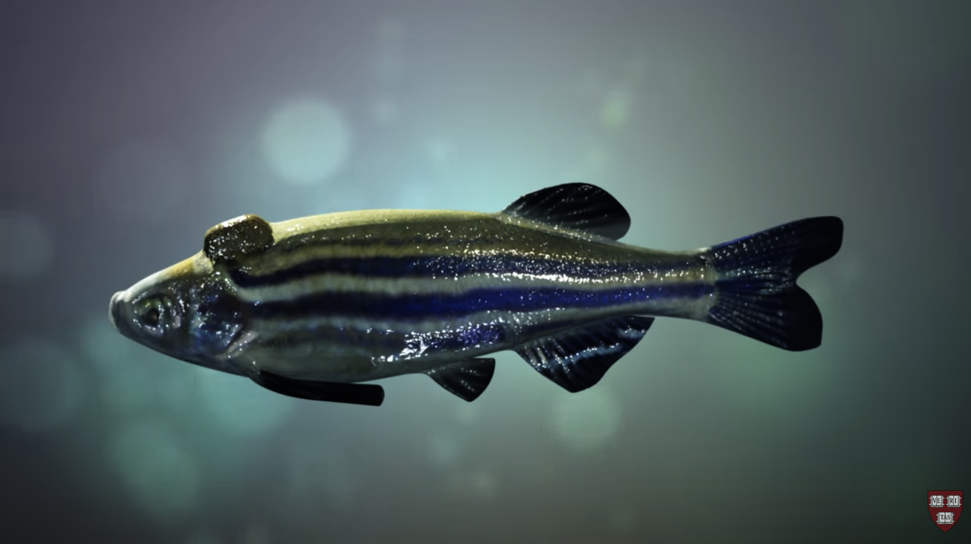 illustration of a zebrafish with a bump on its head