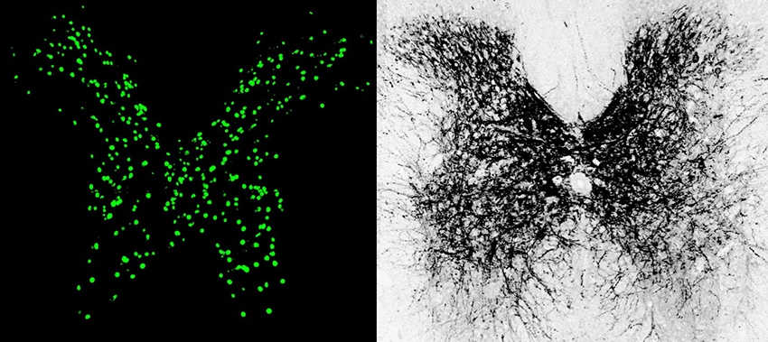 butterfly-shaped microscope image with green dots