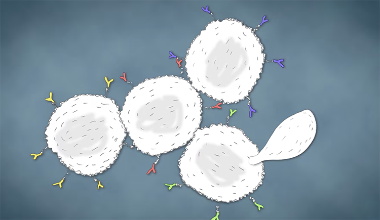 illustration of yeast cells multiplying