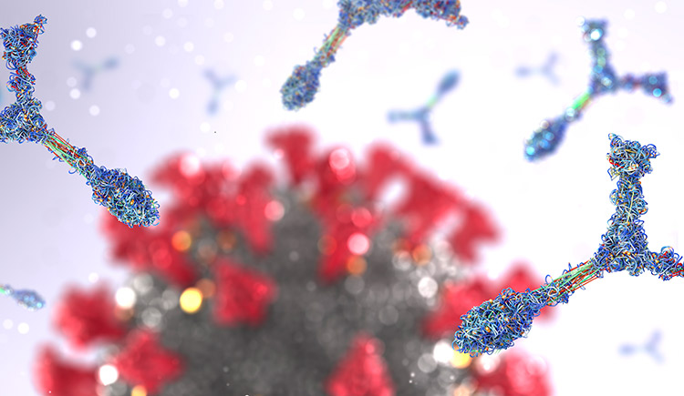 Antibodies attacking coronavirus