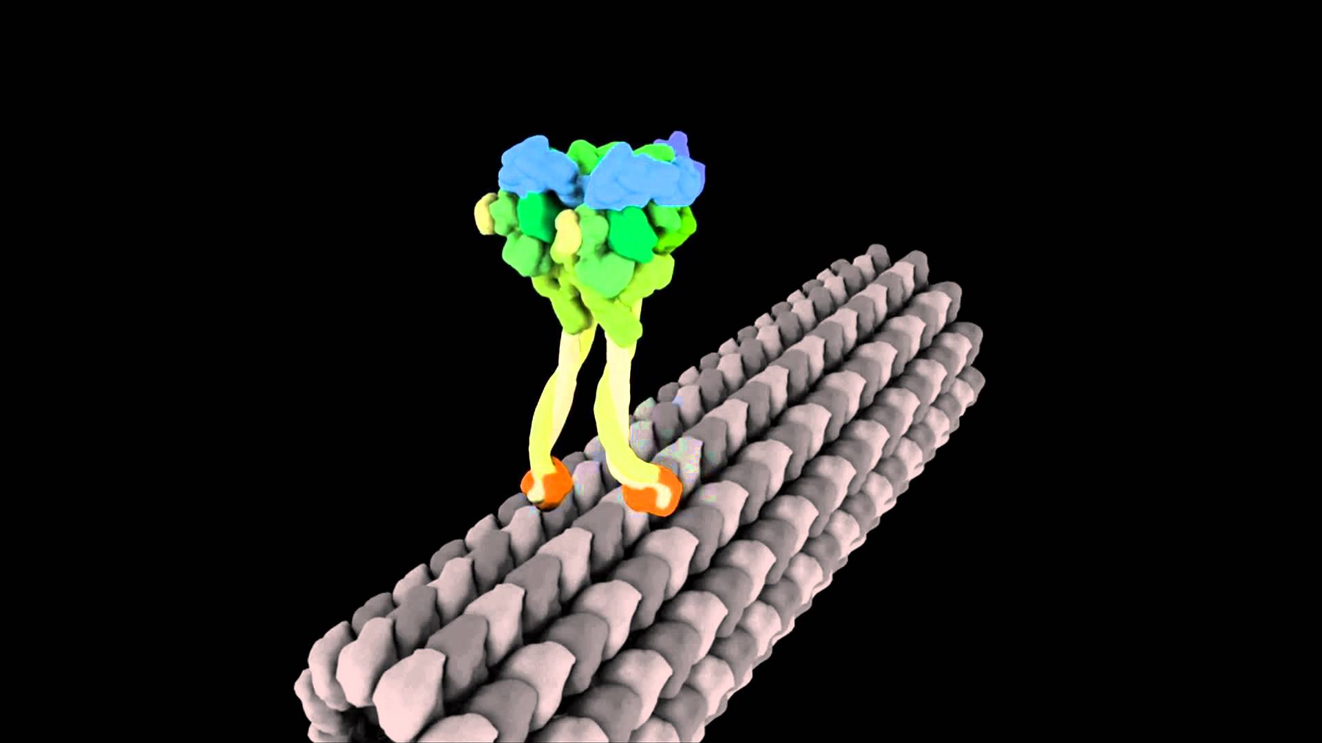 Molecular Motor Struts Like Drunken Sailor | Harvard Medical School