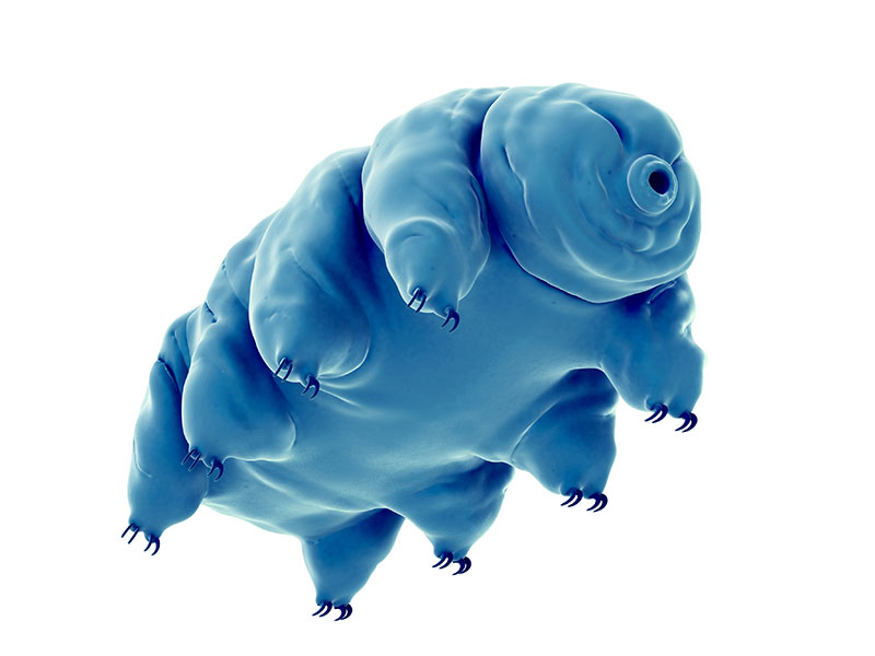 water bear