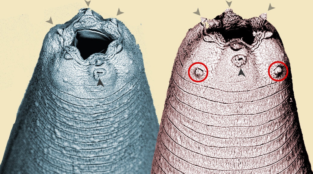 Scanning electron micrographs show two earthworm-like heads side by side, tinted different colors. Each head has a hole for a mouth, surrounded by six bumps. Some of the bumps are marked with arrows.