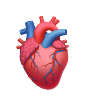 Anatomically correct heart emoji
