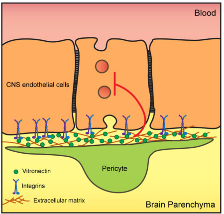 A diagram showing how vitronectin in the extracellular matrix binds to integrins on the blood-brain barrier