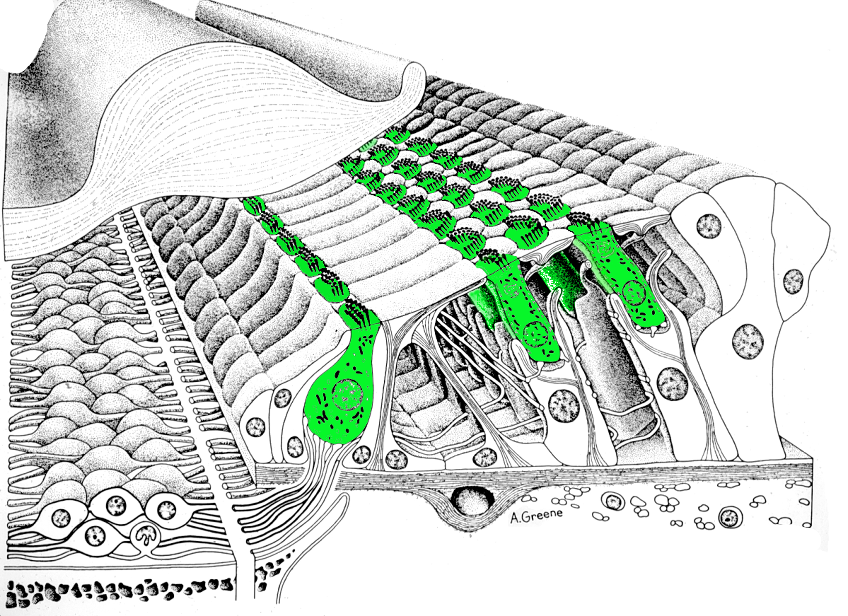 Splitting Hair Cells  Harvard Medical School