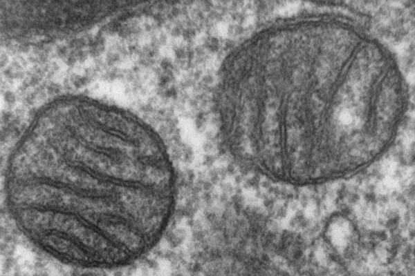 Mitochondrial Mystery