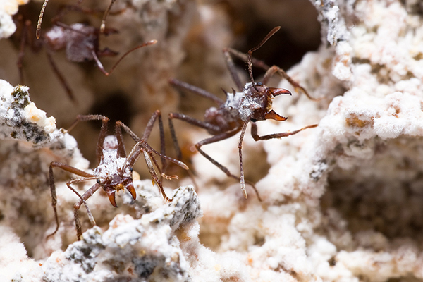 leaf cutter ant fungus