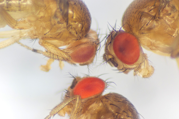 Fruit flies age faster when they see dead flies: scientists