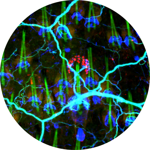 Close up photo of mammalian somatosensory neurons. 