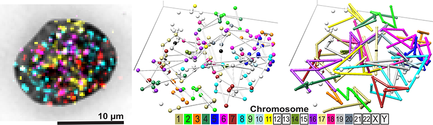 cell nucleus on left, followed by diagrams showing 3D organization of labeled genomic regions on all 23 chromosomes