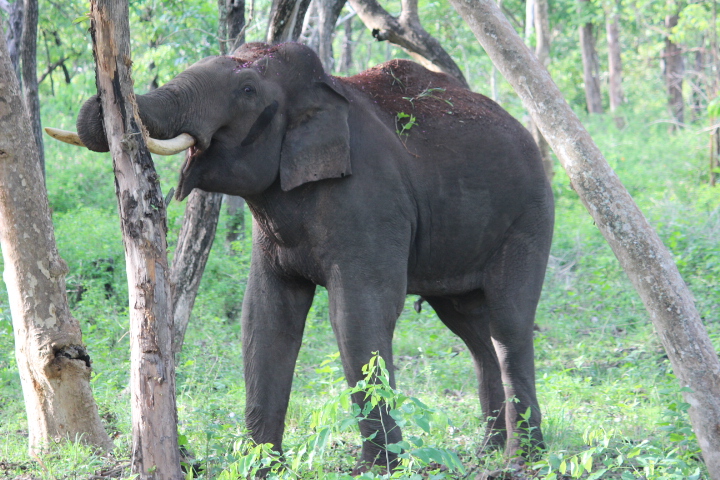 Shot of an elephant with mouth open among tree trunks, grass and other greenery in the background