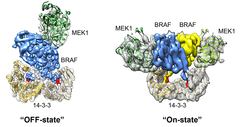 Cartoon images show B-Raf complexes in on and off states