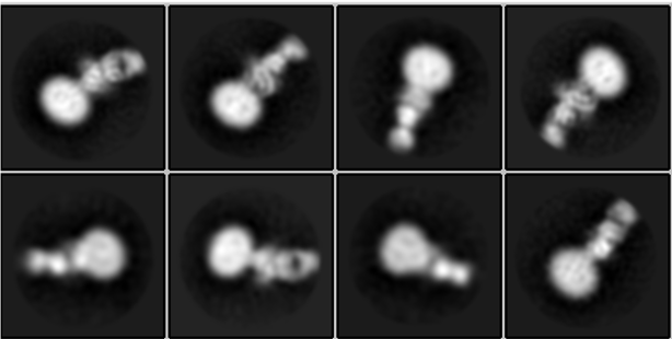 Grid shows B cell co-receptor complex from multiple angles