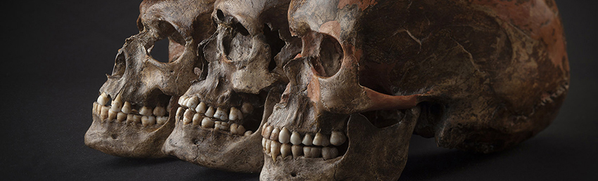 Photo of three ancient human skulls in a line against a black backdrop