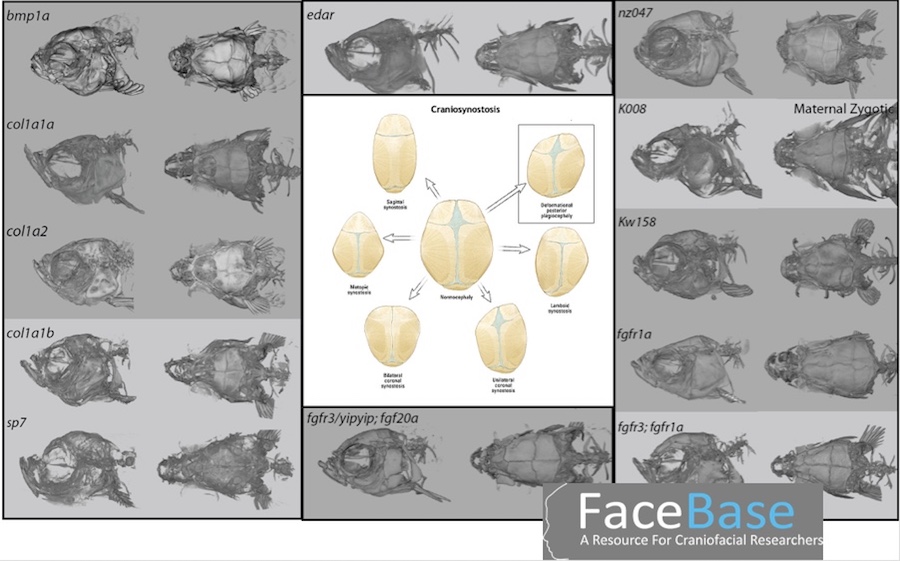 Chart with illustrations of different fish and human skull morphologies