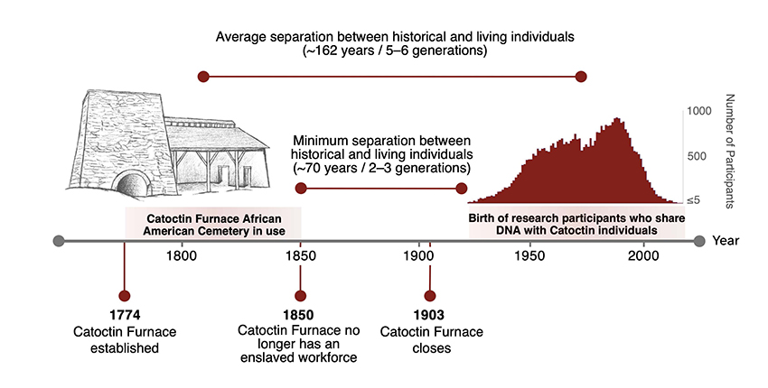 timeline reads: "1774: Catoctin Furnace established. 1850: Catoctin Furnace no longer has an enslaved workforce." From around 1925 to present, a label below a bell curve reads: "Birth of research participants who share DNA with Catoctin individuals." In the middle of the chart, lines indicate minimum separation between historical and living individuals (around 70 years, or 2-3 generations) and average separation (around 162 years, or 5-6 generations).