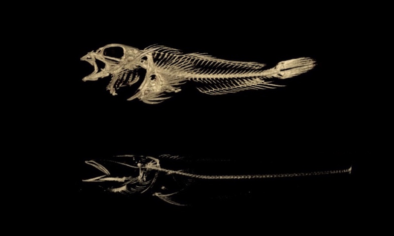 Two fish skeletons above and below have vastly different densities
