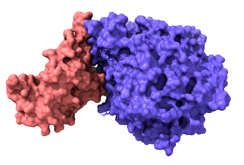 Illustration of SARS-CoV-2 receptor-binding domain in blobby pink, attached to an ACE2 receptor in blobby purple