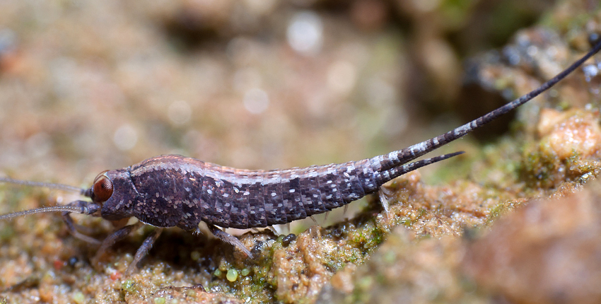 Close-up image of a long, shrimp-like insect on a dirt surface