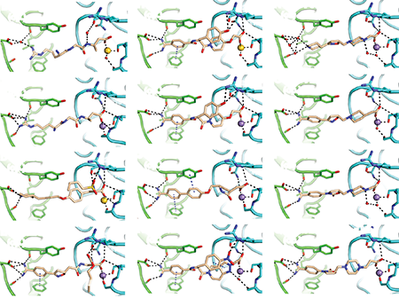 A grid of cartoon structures shows proteins in slightly different formations