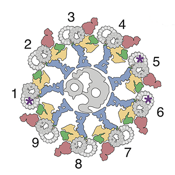 Illustrated cross-section of axoneme shows ring with doublet microtubules labeled 1 through 9