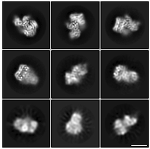 Six squares show microscopy of B-Raf from different angles