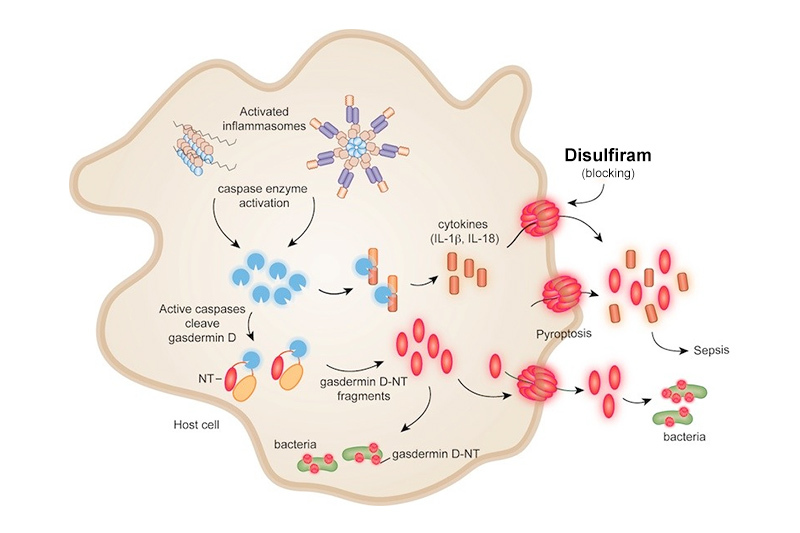 Diagram of cell with key proteins in the inflammatory process