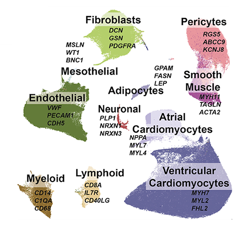 Illustration shows 11 types of cells as abstract bubbles with lists of genes beneath each