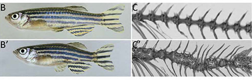 Illustration of normal fish on top and fish with bent back on bottom