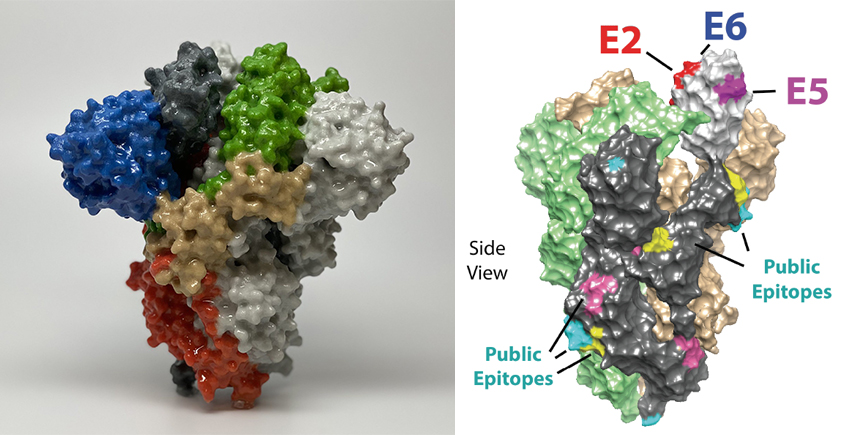 Left: plastic 3D printout of spike protein with different sections marked in different colors. Right: illustration of spike protein with small segments labeled as public epitopes.