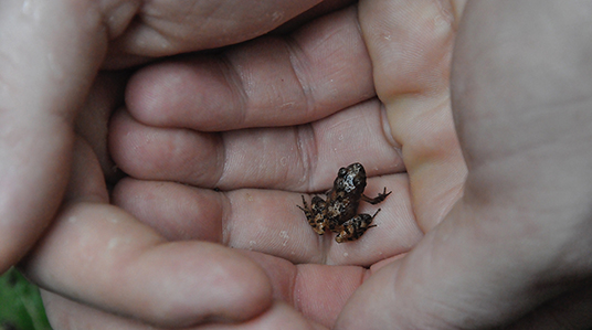 two hands holding a very small frog