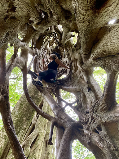 Zoe Spearman climbs inside a strangler fig tree